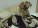 Bella pups_014.jpg